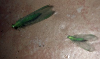 Chrysopidae vari